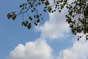 tree with blue sky and clouds