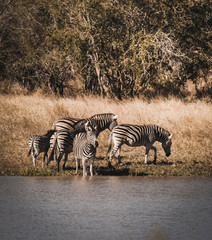 Obraz premium Herd of zebras in the African savannah