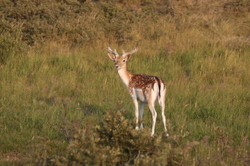 beautiful brown spotted fallow deer standing on grass and looking at camera