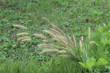 green grass in the field