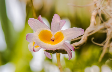 Flowers and plants of the tropics.6