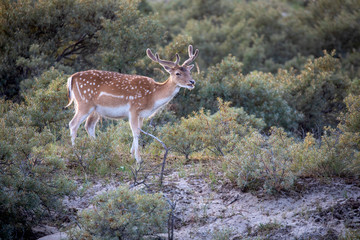 beautiful brown spotted fallow deer standing between bushes in forest