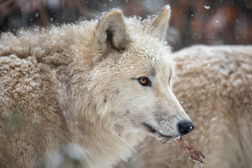 Obraz premium wild wolves animals in natural habitat in winter, close-up view of wolf with food in teeth