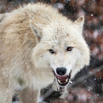 angry wild wolf with feathers in teeth in natural habitat in winter