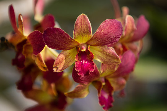 Closeup Orchid flower