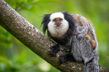 close-up view of cute callithrix geoffroyi monkey on branch