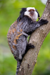 close-up view of cute callithrix geoffroyi monkey on branch
