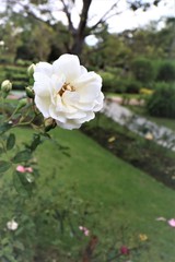 Obraz premium White roses are blooming.