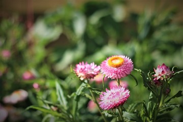 Fototapeta premium Pink flowers in the garden are blooming.