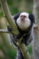 close-up view of cute callithrix geoffroyi monkey on tree
