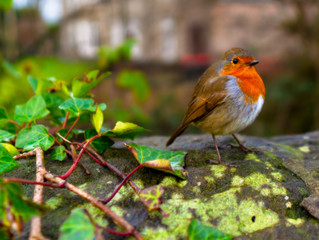Happy Robin