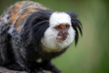 close-up view of cute callithrix geoffroyi monkey in wildlife