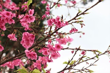 Sakura in Thailand. (Queen tiger)