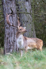 horned brown spotted deer standing on grass in forest