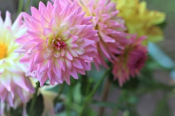 Pink flowers in the garden are blooming.