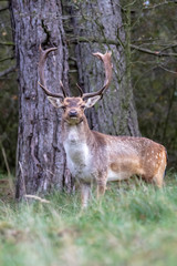 horned brown spotted deer standing on grass in forest