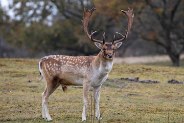Naklejka na ściany i meble full length view of beautiful brown horned spotted deer standing on meadow