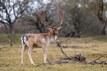 full length view of beautiful brown horned spotted deer standing on meadow