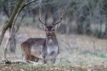 adorable brown spotted deer standing in forest