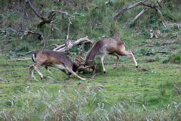 Naklejka na ściany i meble deer fighting during rutting season in forest