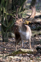 beautiful brown deer with antlers standing between dry trees in forest