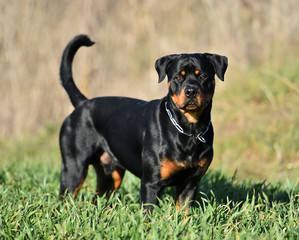 rottweiler