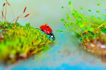 Plakat Beautiful ladybug on leaf defocused background