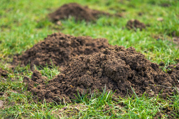 Fresh earth Mole hills on green grassland