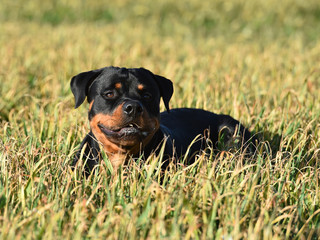 rottweiler en un campo verde