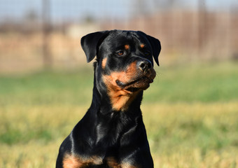rottweiler
