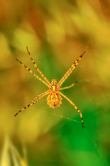 Beautiful spider on a spider web- Stock Image  