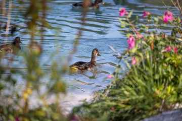 Female duck is swimming in a river, blue water and blurry copse