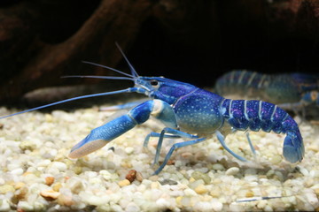 Piekno podwodnego świata © Anna