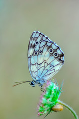 Closeup   beautiful butterfly sitting on flower