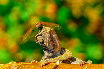 Macro shots, Beautiful nature scene green chameleon and dragonfly