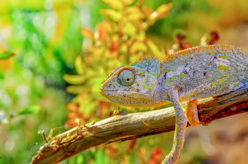 Macro shots, Beautiful nature scene green chameleon