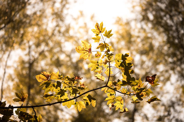 Orange maple leaves in a forest in Austria, autumn sun