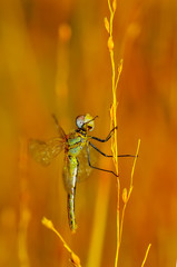 Macro shots, Beautiful nature scene dragonfly. 
