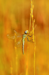 Macro shots, Beautiful nature scene dragonfly. 