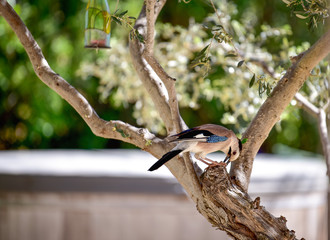 Bird on a branch. Birds of Israel. Jay sits on a tree and pecks food. Corvidae bird family.