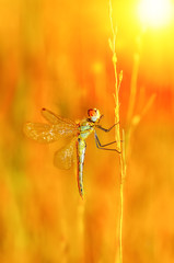 Macro shots, Beautiful nature scene dragonfly. 