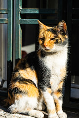 Obraz premium Three colors cat on sunny street