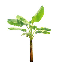 Banana tree isolated on white background with clipping paths for garden design.