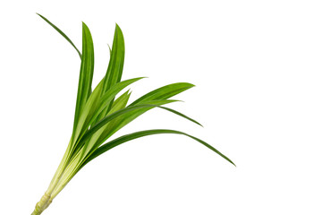 Fresh Pandan Green leaves isolated on white background.