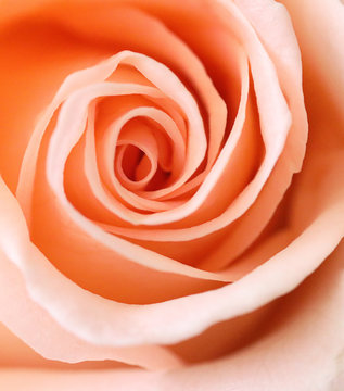 close up orange rose flower soft focus.