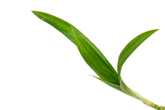 Fresh Pandan Green leaves isolated on white background. clipping path.