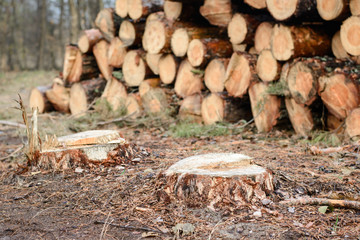 Two stamps of pine trees near the stacked trunks in the former forest. Logging in the pine forest.