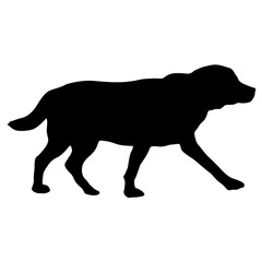 Labrador dog silhouette on a white background