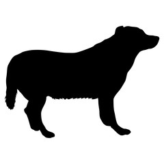 Labrador dog silhouette on a white background
