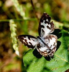 Schmetterling Thailand